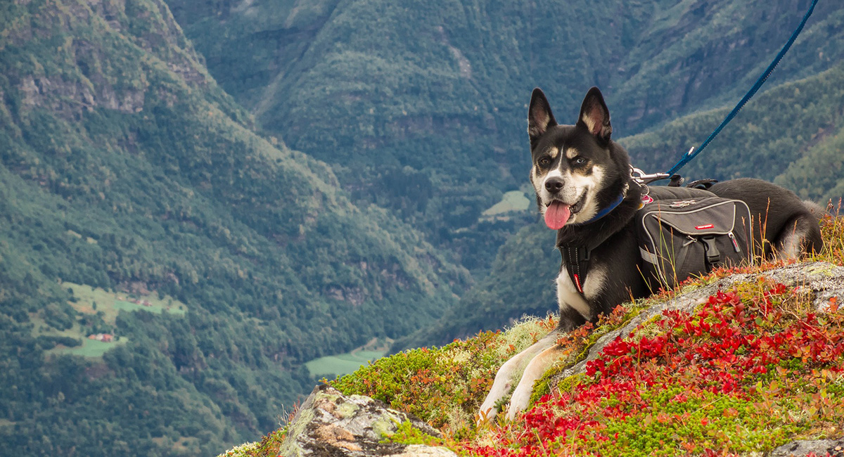 Wandern mit Hund: Die Ausrüstung