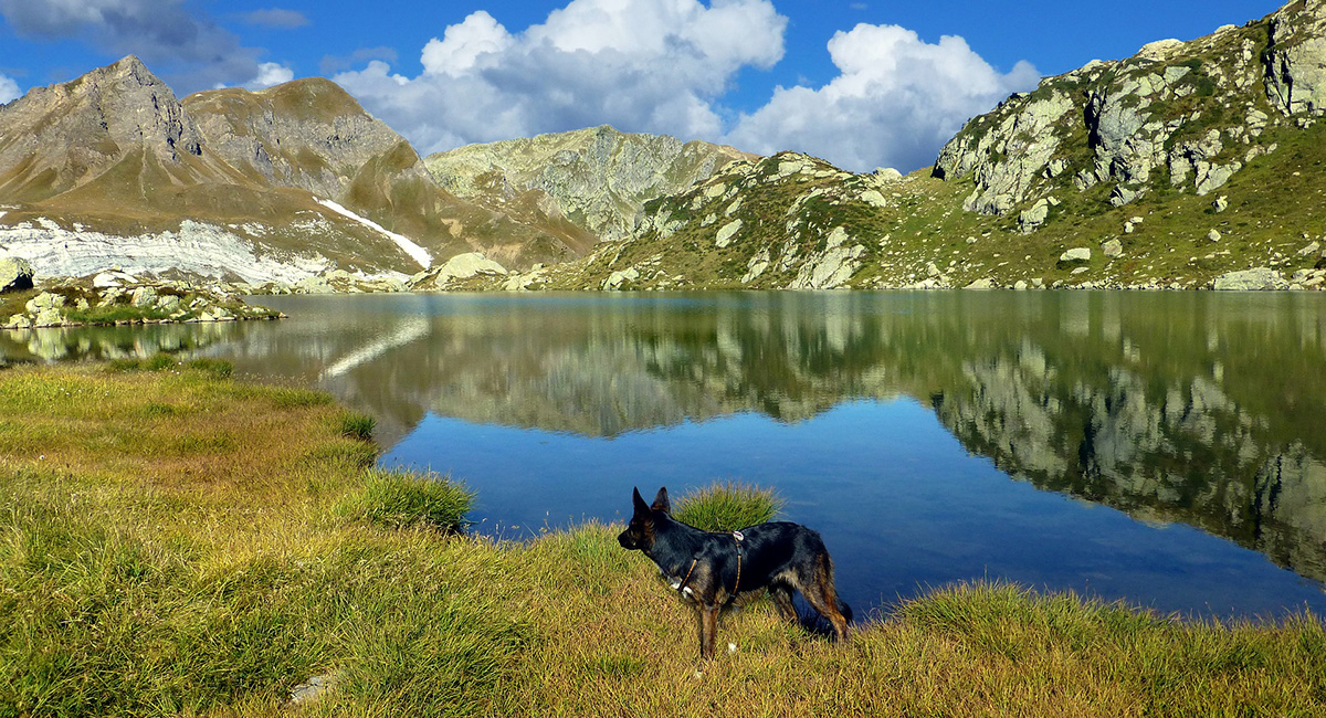 Wandern mit Hund: Die Risiken und Gefahren