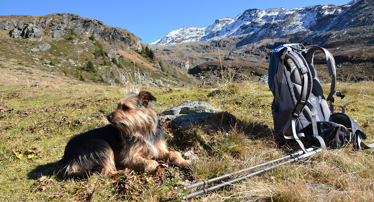Wandern mit Hund: Das Futter