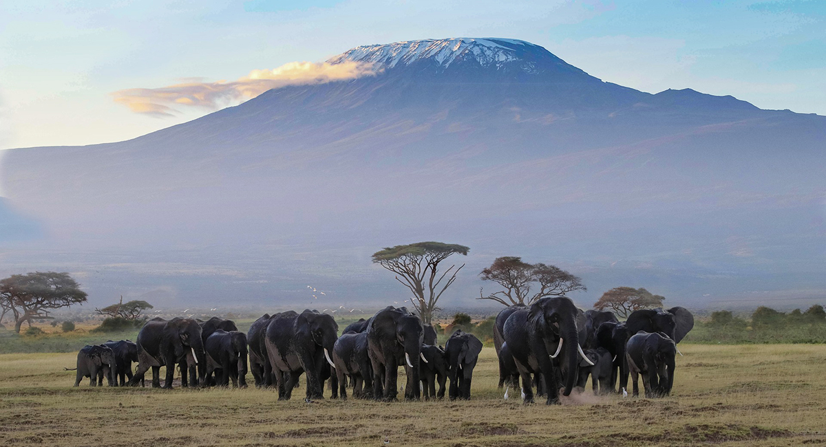 Ascension du Kilimandjaro : tout savoir